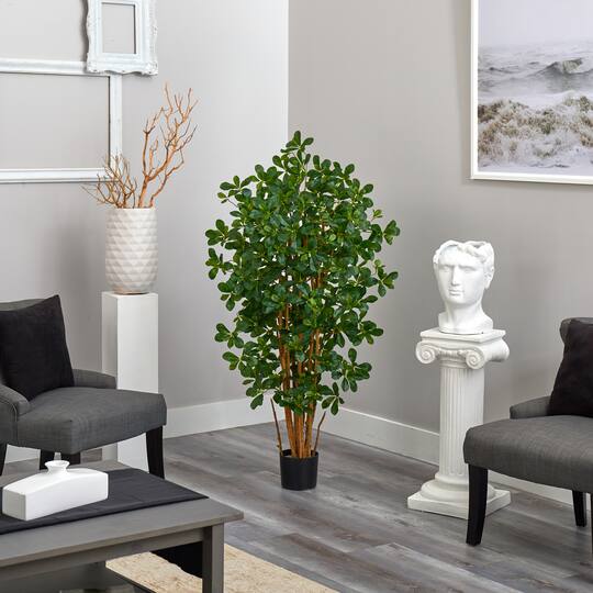 4.5ft. Potted Black Olive Tree